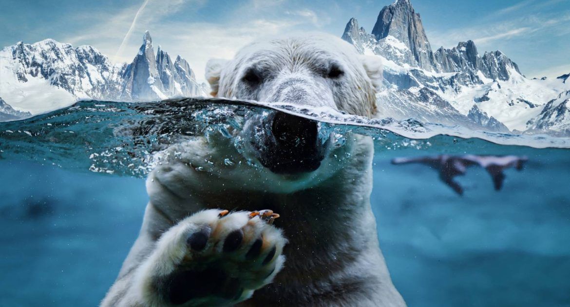 polar-bear-under-water-branding-elements